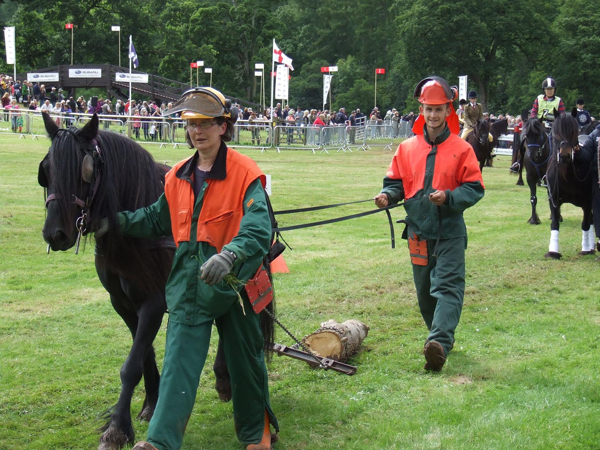 fell pony pulling a log with 2 people in high vis jackets