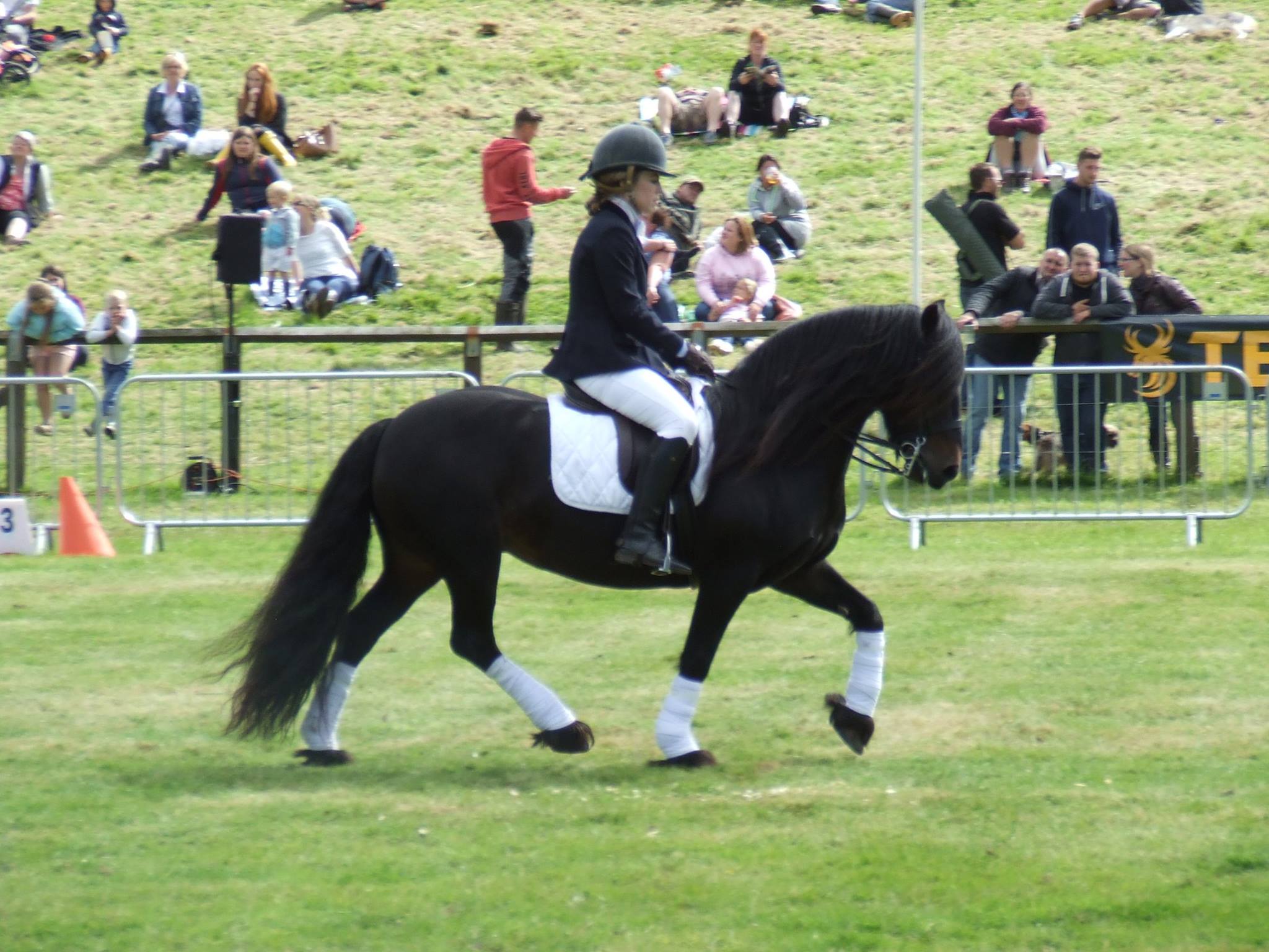 black pony with white bandaged legs doing dressage