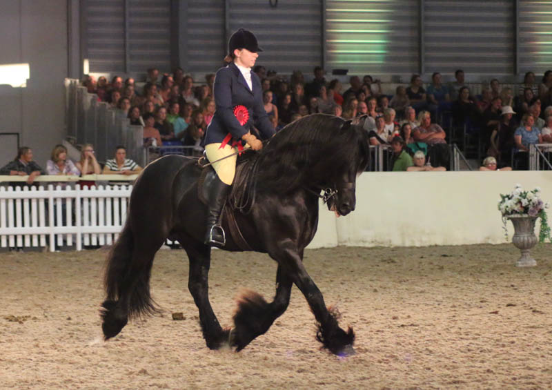 Fell stallion Bybeck Kasper winning at Equifest show