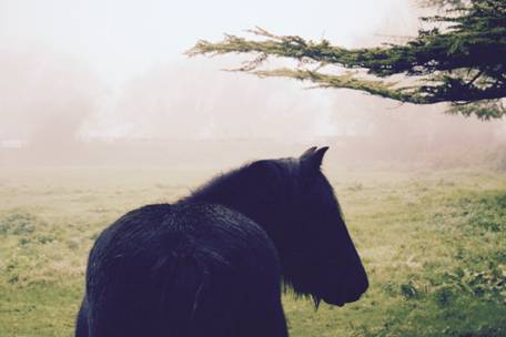 fell pony in the mist