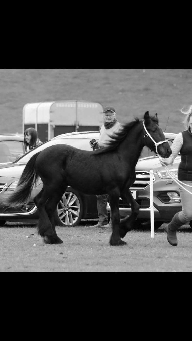 black pony at a show