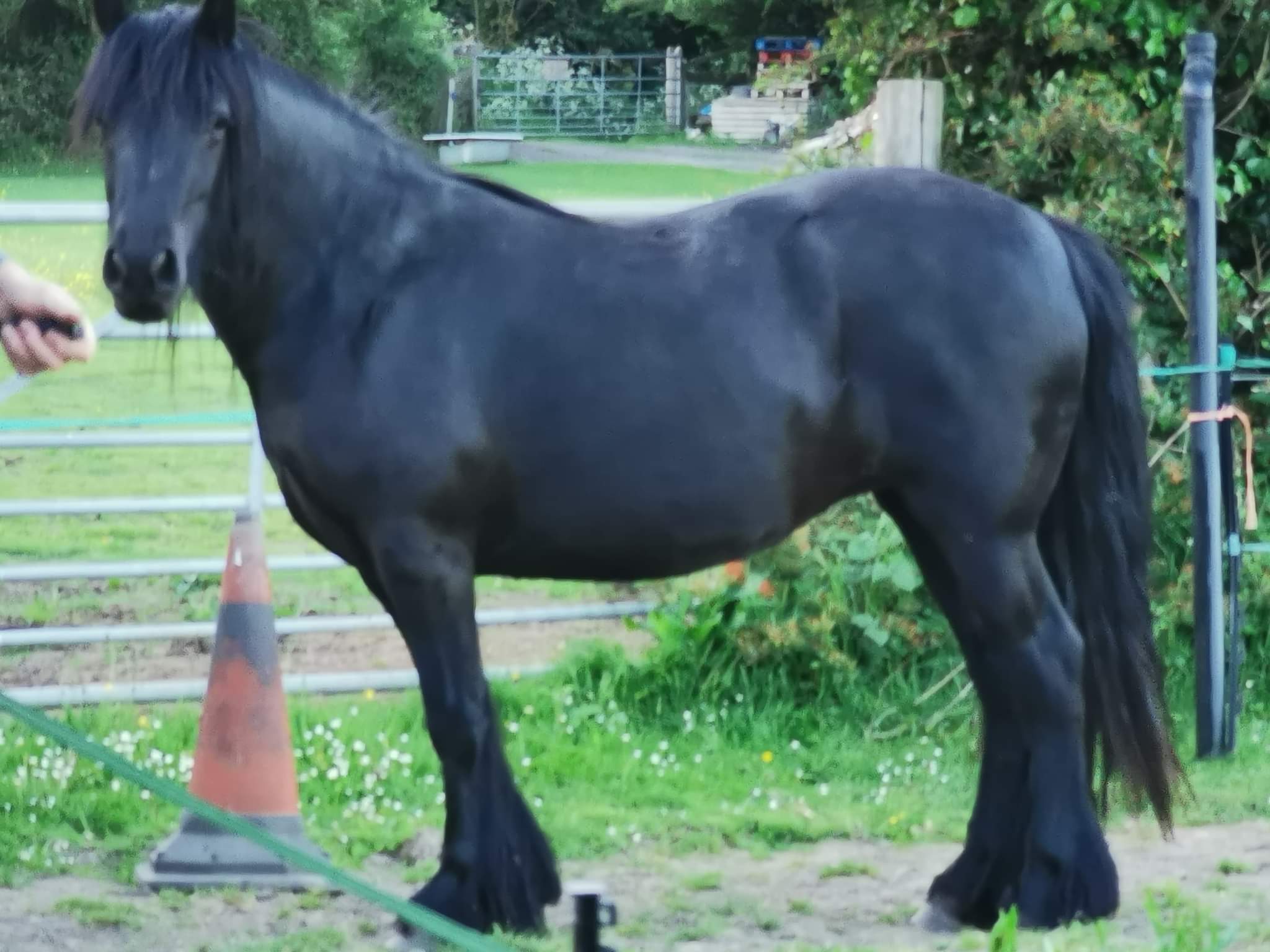 black mare beside a gate