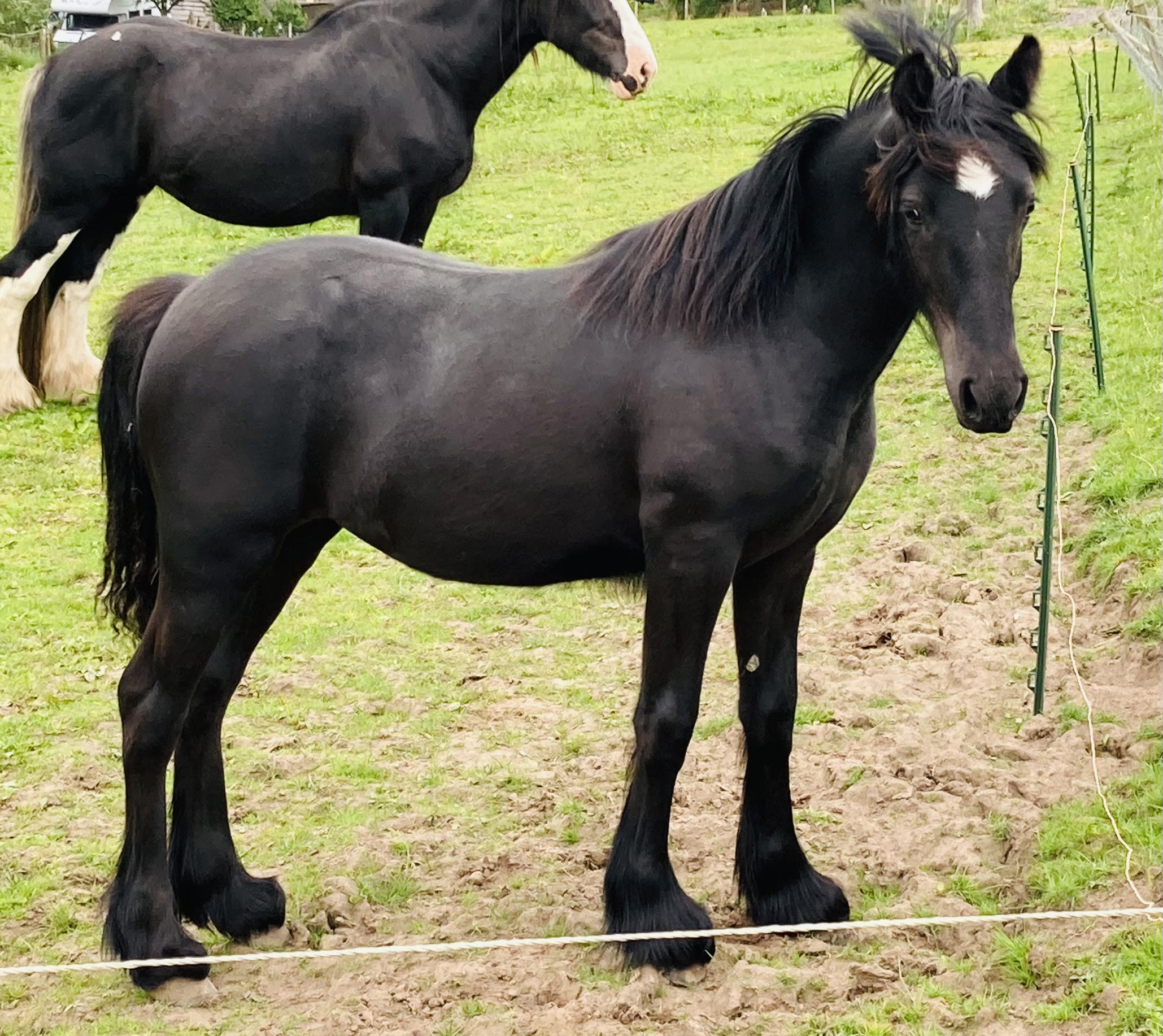 black pony with a white star