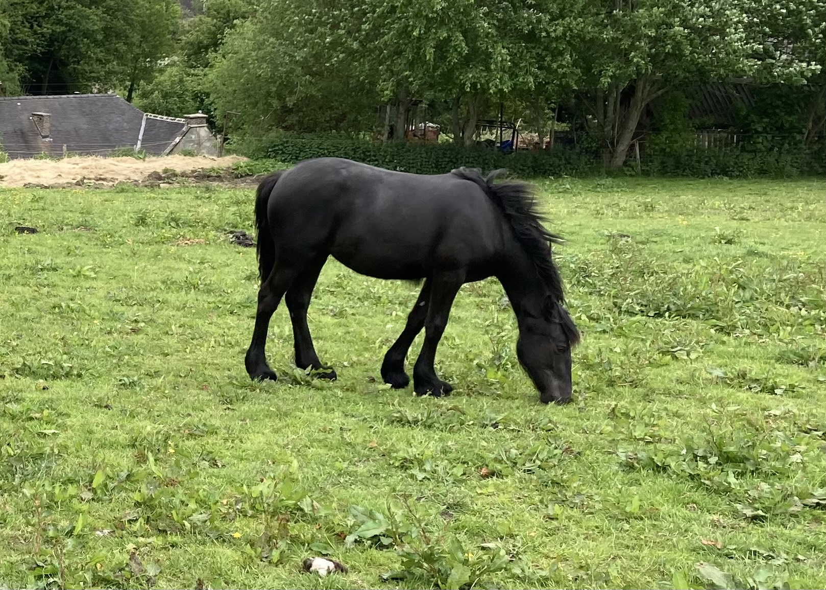 black pony grazing in a field