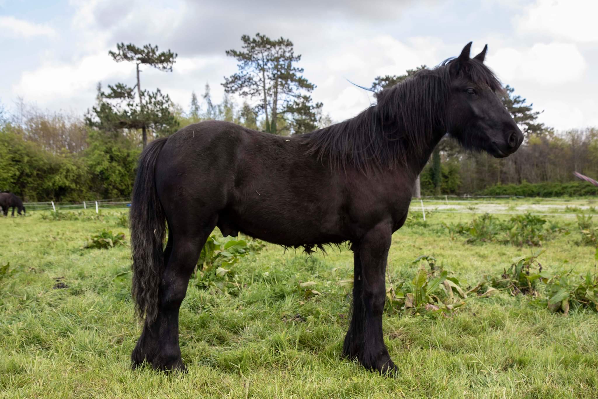 Black yearling colt in a field