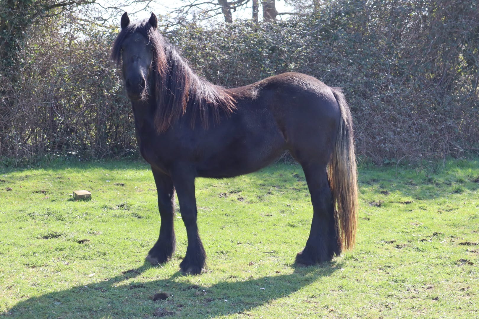 Black Fell pony filly in field