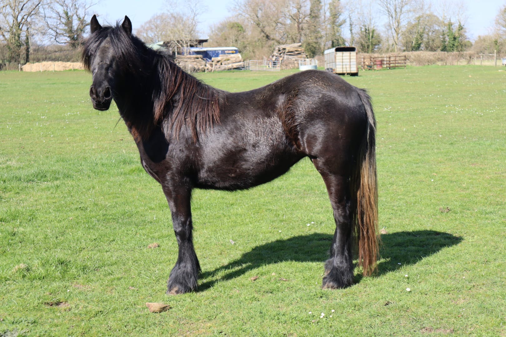 Black Fell pony filly in a field