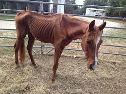 chestnut horse, rescued in a half starved state