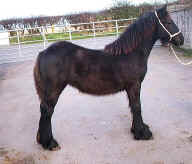 2007.penrithsale.filly.jpg (83494 bytes)