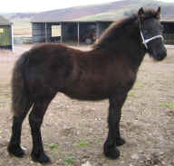 2007.penrithsale.pony014.jpg (151615 bytes)
