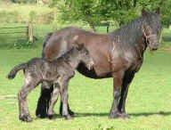 Drybarrows May and her foal Llancloudy Alpha