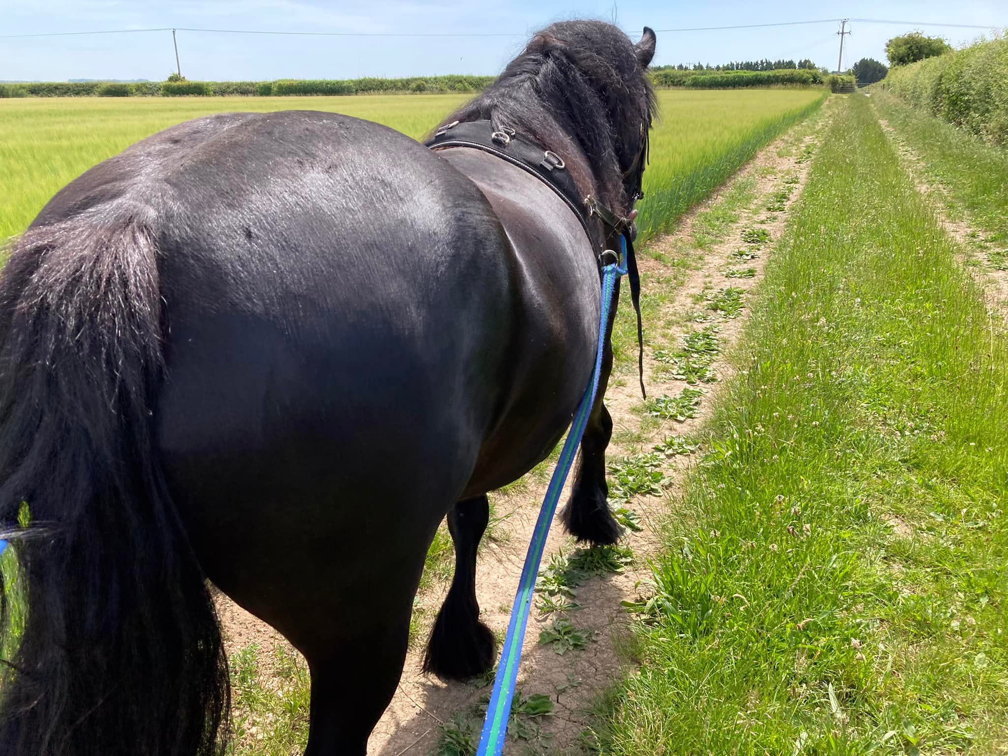 pony walking ahead on long reins