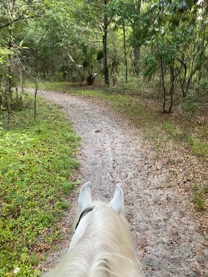grey pony and road ahead