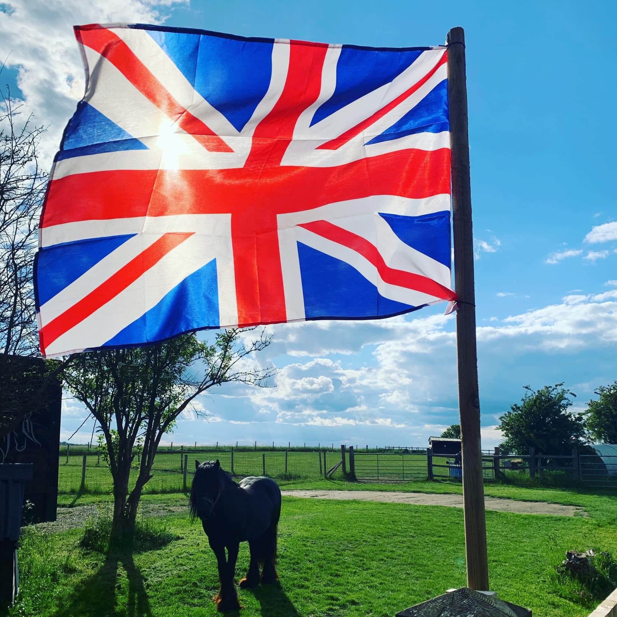 UK flag and Fell pony