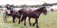 Ponies in harness pulling a cart at Castle Howard  [ select to view a larger image ]