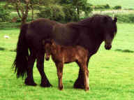 Inglegarth Illustrious with her colt foal Inglegarth Premier by Bracklinn Fergus. [ Select to view a larger image ]