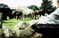 Ponies in Field.  Spring 2000 Lunesdale gathering.  [ select to view a larger image ]