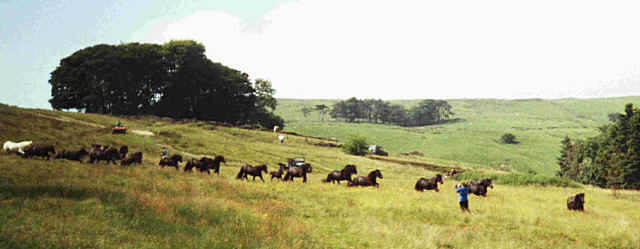 Ponies coming off the fells. Spring 2000 Lunesdale gathering.