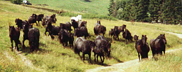 Ponies coming off the fells. Spring 2000 Lunesdale gathering.