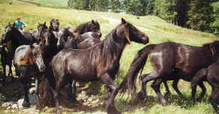 Ponies coming off the fells.  Spring 2000 Lunesdale gathering. [ select to view a larger image ]