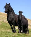 mare on foal on the fell