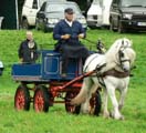 grey Fell pony in a tradesman's turnout