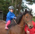 Brown Fell pony and small child rider