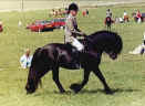 Sunnybrowe Jack ridden by owner Sarah Prior. [Select to view a larger image]