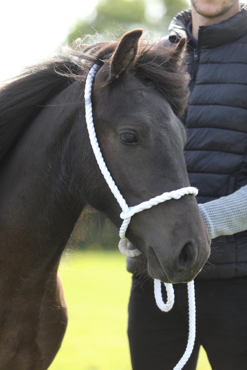 black fell pony colt