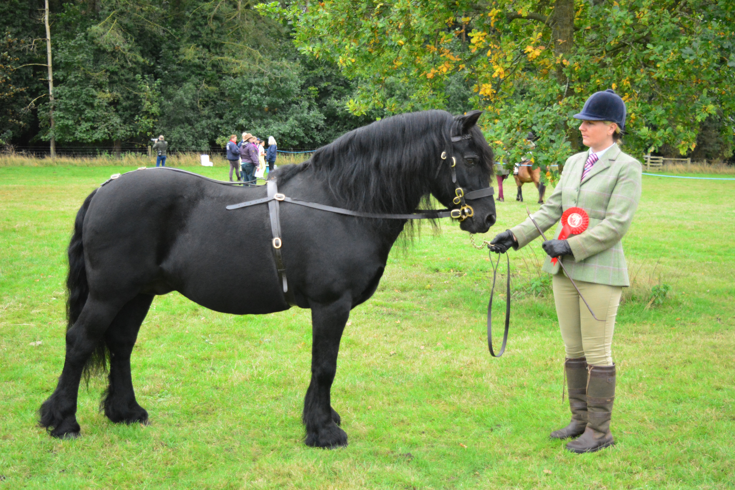 black fell pony stallion at a show