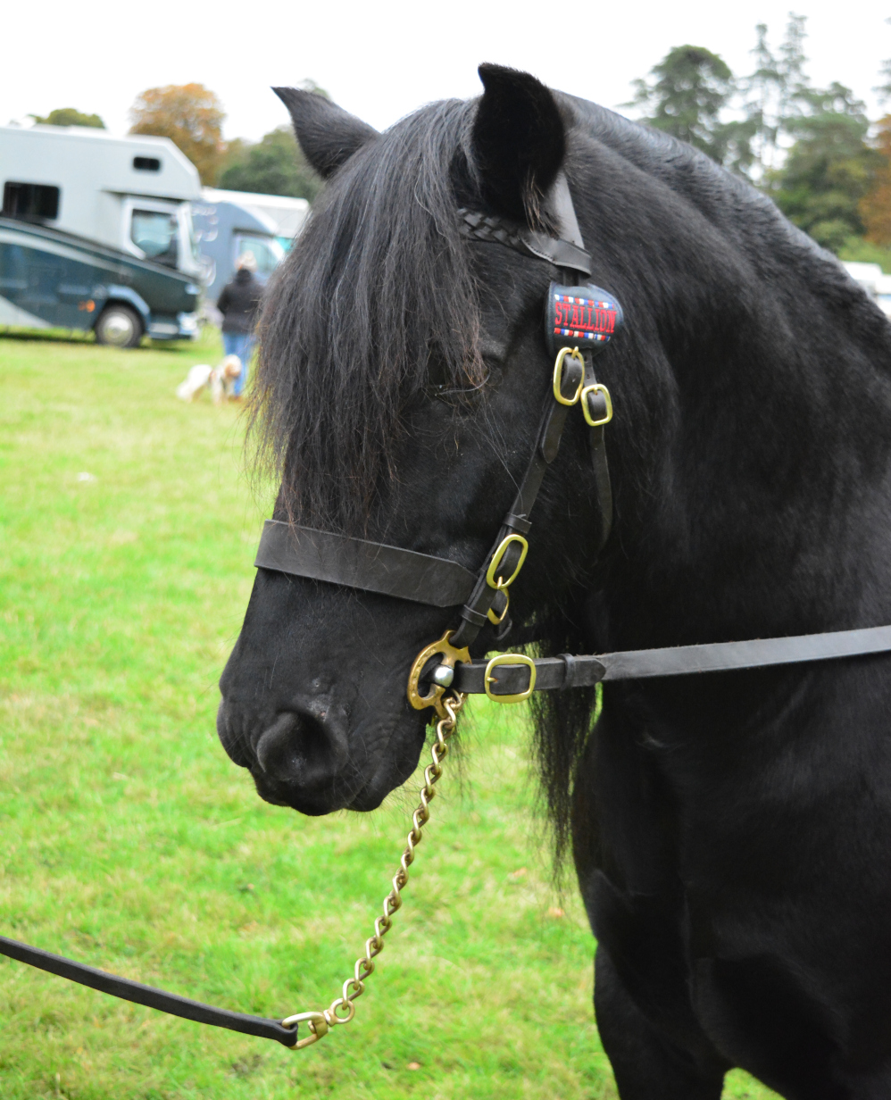 black fell pony stallion - head portrait
