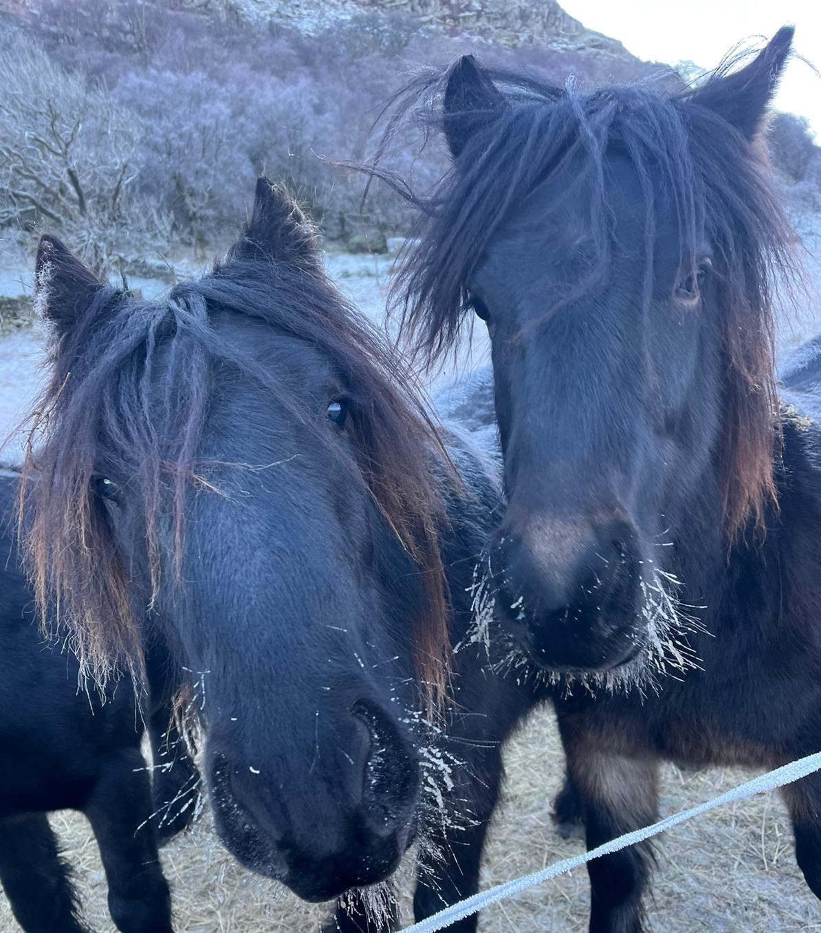 closeup pic of two black ponies with frost on their whiskers