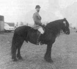 David Lee riding Townend Royal II, bred by Mr. E. M. Wilson from Hesket New Market, near Wigton. [ select to view a larger image ]