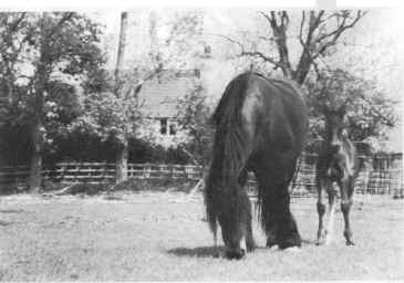 Mrs. P. Hardcastle's Limeguards Fescue with her two day old foal, Roxatrix Mister Mole, who is by Dunnerdale Richard. [ select to view a larger image ]