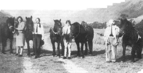 Five geldings all by Packway Royal photographed on the 1971 pleasure ride. [ select to view a larger image ]