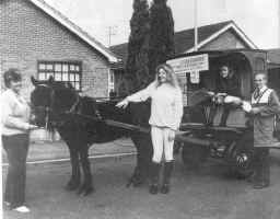 Mrs. A. Cornwell's Bluecastle Bunter Harnessed to the Leicester Co-op's milkfloat. [ select to view a larger image ]