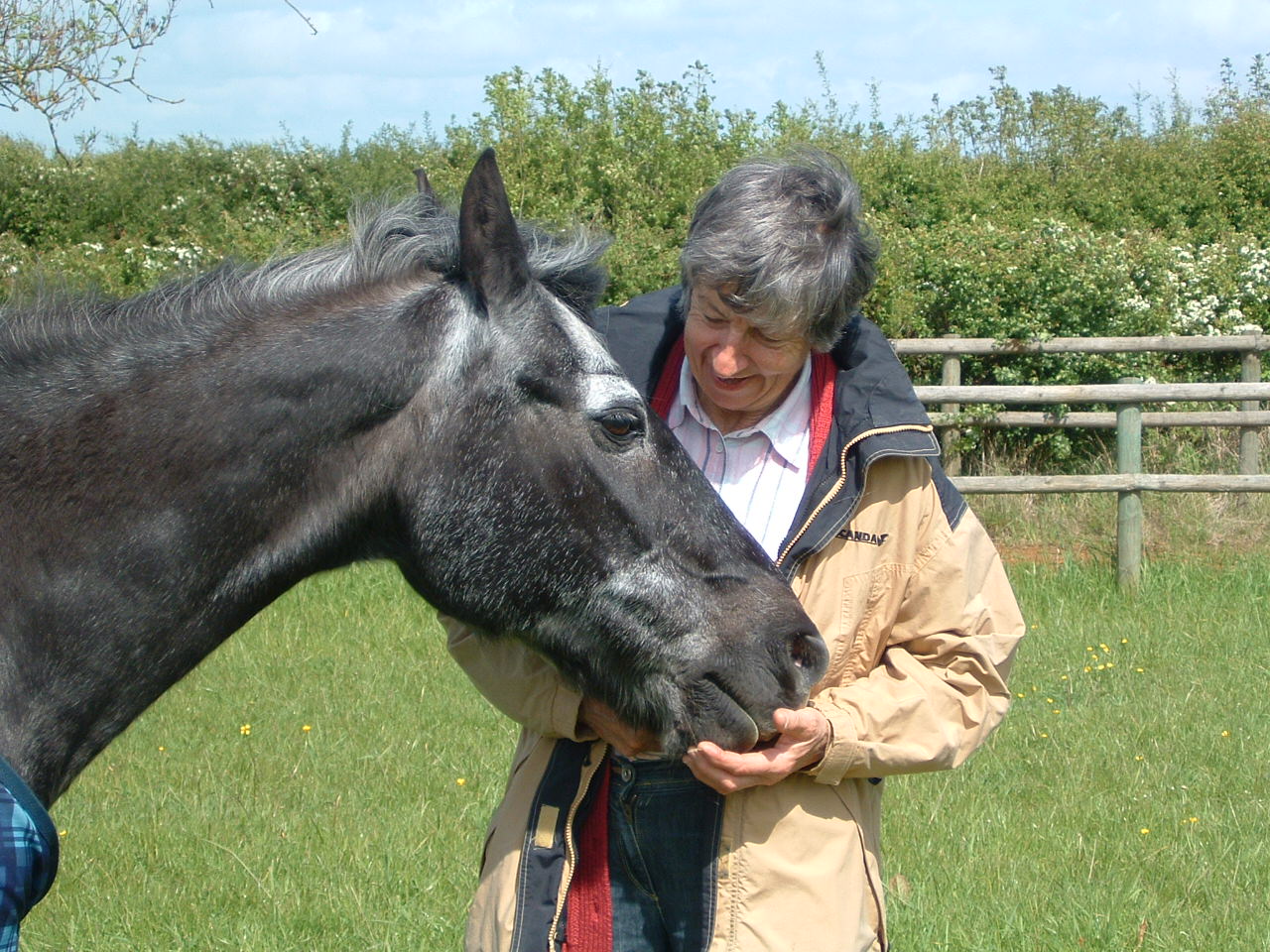 elderly Fell gelding with his owner