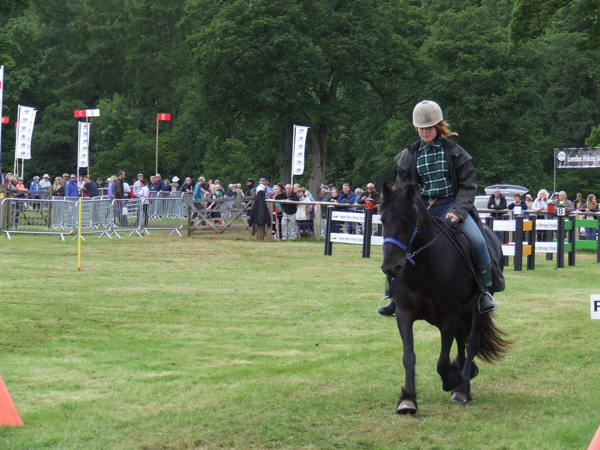 fell pony shepherding