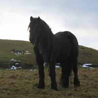 Townend Briar