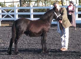 Townend Talisker