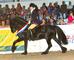 fell pony Banksgate Tamlin