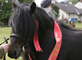 fell pony Greenholme Elect