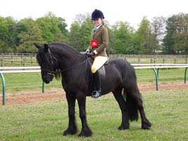 Fell pony Heltondale Royal III