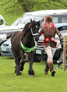 Fell Pony Youngstock Champion Murthwaite Sid