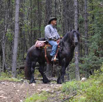 Fell pony ridden western