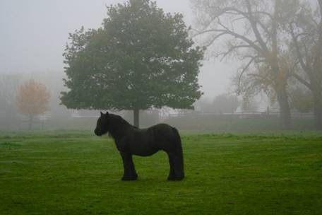 Fell pony under a tree  in autumn