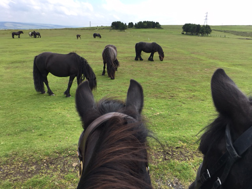 ponies on the golf course