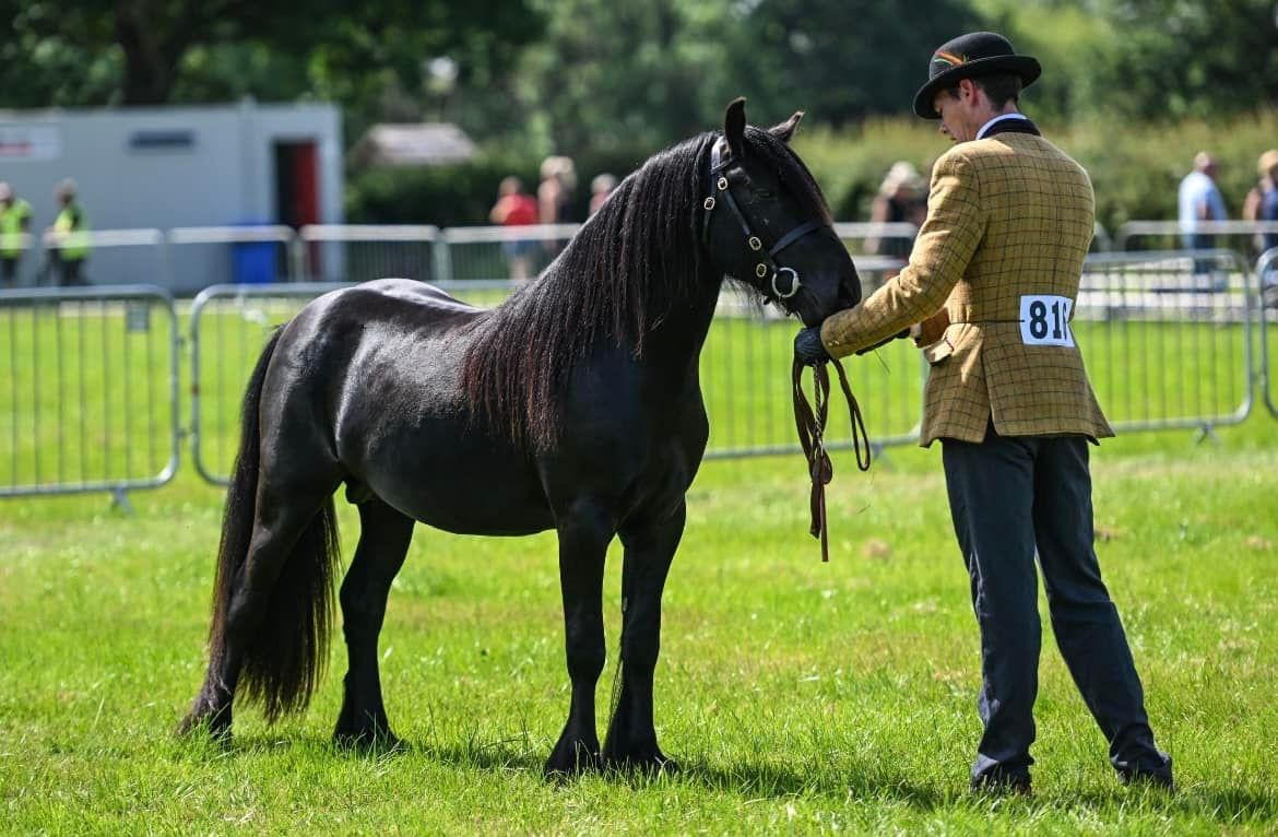 black pony and handler on a show field