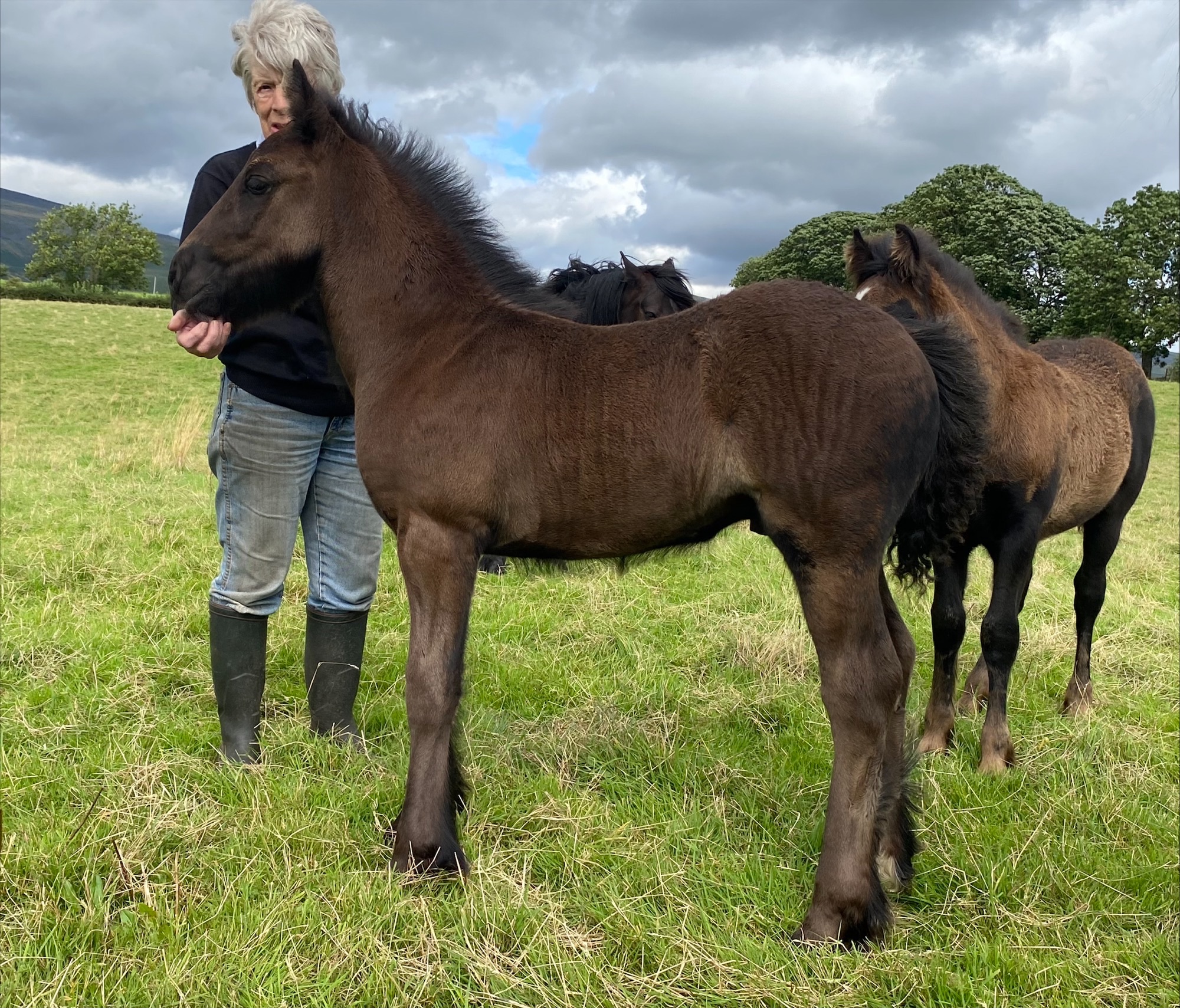 black foal with a handler