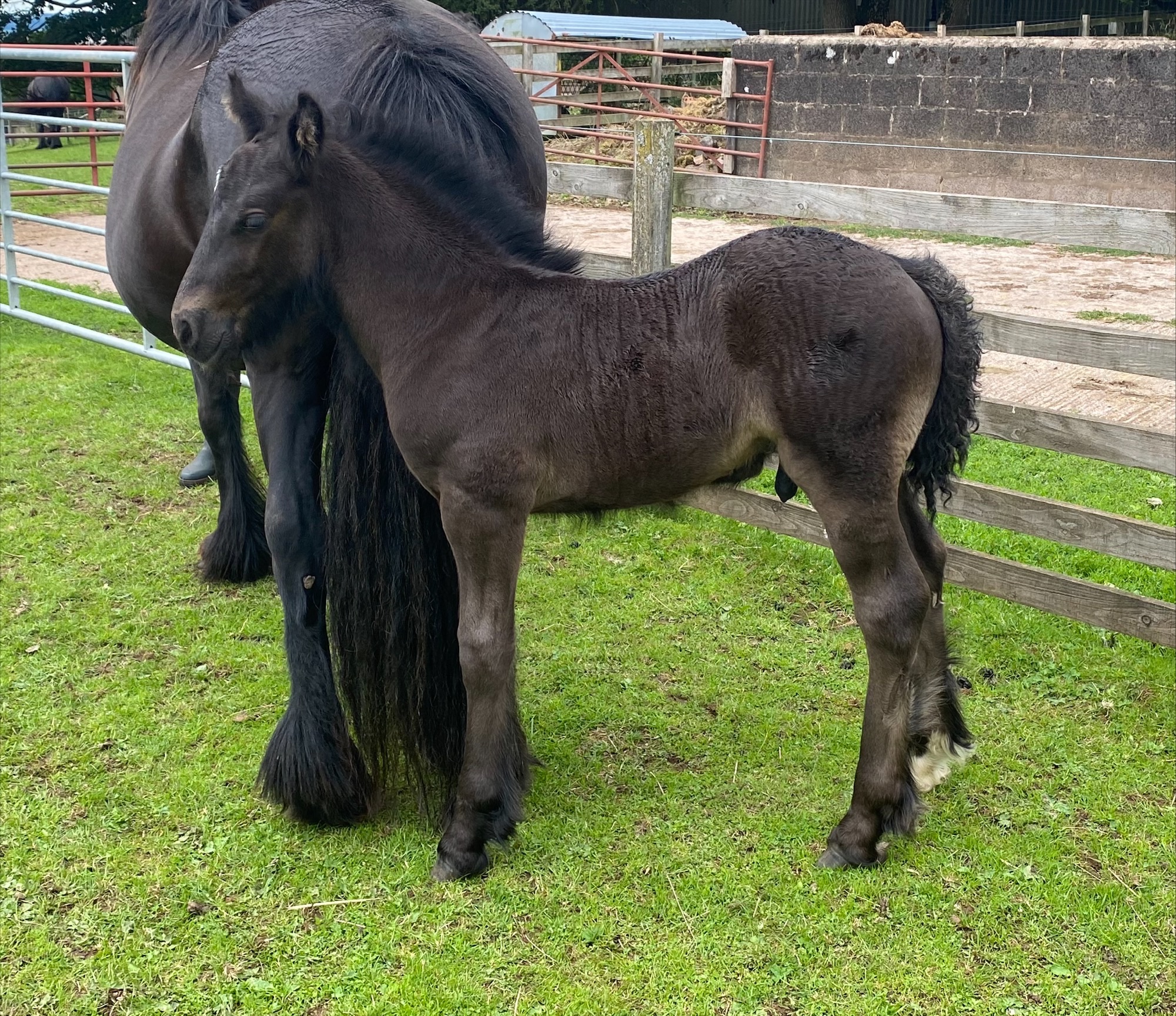 black colt foal with mare
